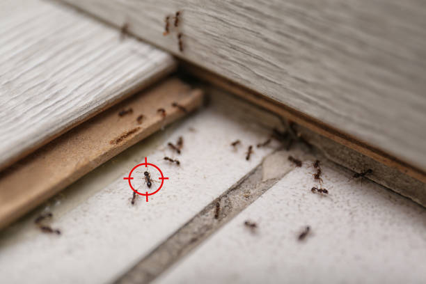 Best Wildlife Control Services  in Alto, GA