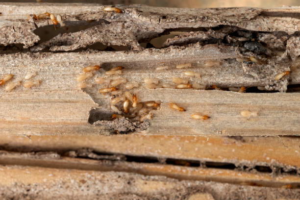Best Rat Extermination Near Me  in Alto, GA